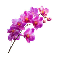 Orchidée